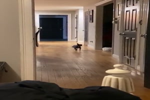 Hund hat lustigen Gang