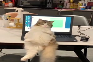 Lustige-Katze.mp4 von Kurt1978