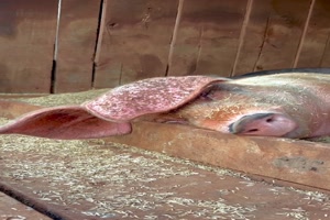 Lustiges-Schwein.mp4 von Gregor