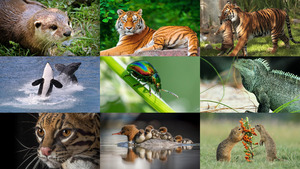 Animals-138.ppsx von Dorota