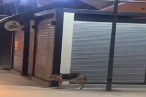 Lustige-Hunde.mp4 von Carlo2006