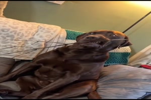 Hunde lieben St�cke