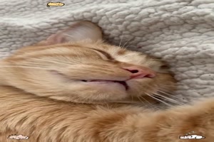 Wenn Katzen im Schlaf sprechen