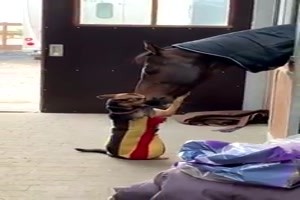 Kleiner-Hund-grosses-Pferd.mp4 von Lennox44