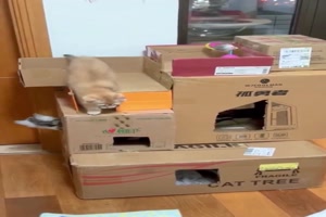 Kartonburg-f�r-die-K�tzchen.mp4 von Kurt1978