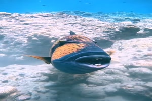 Sch�ner-Dr�ckerfisch.mp4 von Lucie37