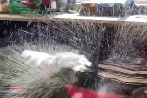 Es-gibt-solche-und-solche-Hunde.mp4 von Valentina