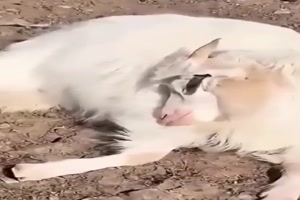 Abmarsch-verschlafen.mp4 von Queen92