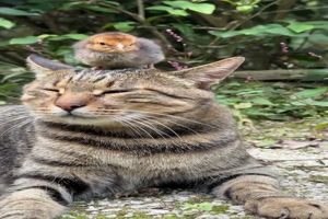 Gleiches Fell in gleicher Farbe