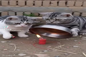 Lach-mal-wieder.mp4 von helvis