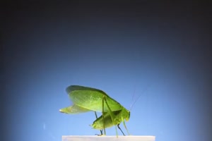 Insekten-starten.mp4 von Queen92