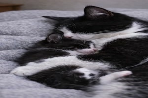 Liebe-Katzenmama.mp4 von Annelie-68