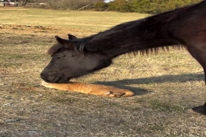 Pferd-und-Katze.mp4 von Gregor