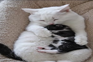 Liebevolle-Katzen.mp4 von Roger05