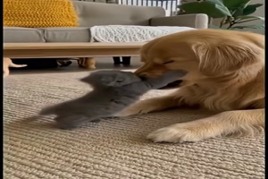 K�tzchen-umschmeichelt-den-Hund.mp4 von Brenda22