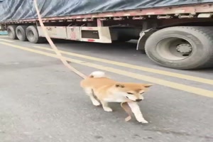 Flei�iger-tierischer-Helfer.mp4 von Brenda22