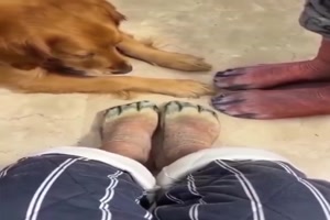 Der-Blick-des-Hundes-ist-doch-klasse.mp4 von Justus2002