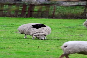 Katze-hat-ihren-Platz-gefunden.mp4 von Nele68