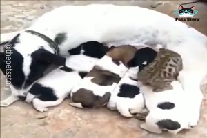 Tier-Freundschaften.mp4 von Valentina