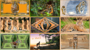 Tiger ( Neu bearbeitet )