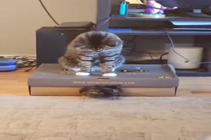 Typisch-Katze.mp4 von Brenda22