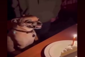 Er-ist-nicht-ganz-so-begeistert.mp4 von Kurt1978