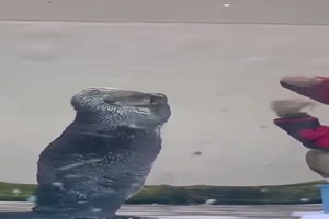 Liebe-Tiere.mp4 von Lennox44