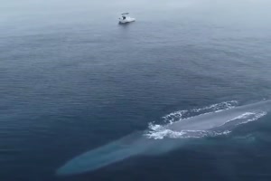 Ein-riesiges-Tier.mp4 von Justus2002