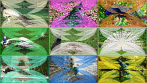 Majest�tische-Pfauen.pps von Spatz67