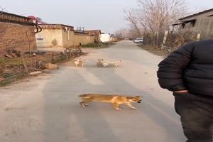 Er macht die Tierger�usche gut nach