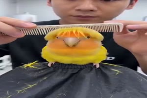 Vogel beim Friseur