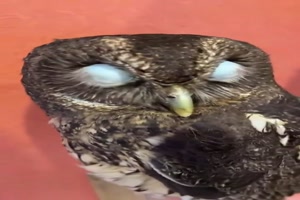 Besondere-Augenlider.mp4 von Nele68