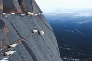 Die-haben-keine-H�henangst.mp4 von Tarik1967