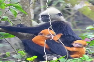 Farbiger-Nachwuchs.mp4 von Brenda22