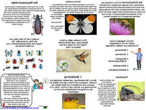 Kleine-Lebewesen,-gro�e-Vielfalt.pps von lucky