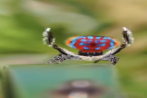 Lustige-Spinnen.mp4 von Valentina