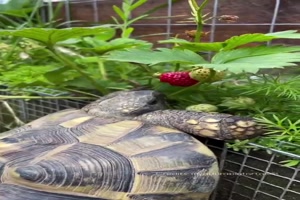 Nur-nicht-aufgeben.mp4 von Lucie37