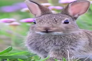 Niedliche-Hasen.mp4 von Goldlocke