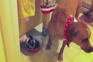 Kleiner-Mitesser.mp4 von Roger05