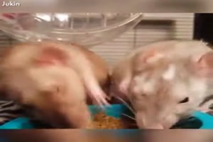 Tiere-teilen-oder-nicht.mp4 von Queen92