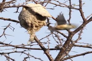 Ein-geniales-Nest.mp4 von Leona