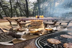 Wenn-Katzen-grillen.mp4 von Brenda22