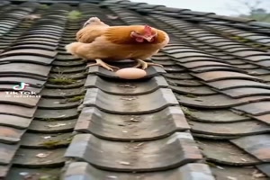 Teamwork---Spiegelei-braten..mp4 von helvis