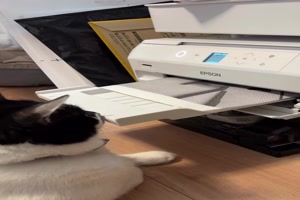Die-Katze-und-der-Drucker.mp4 von Goldlocke