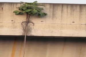 Coole-Pflanze.mp4 von Brenda22