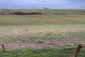 Die-Katze-rast-herbei.mp4 von Leif