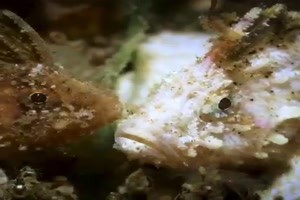 In-den-Tiefen.mp4 von Brenda22