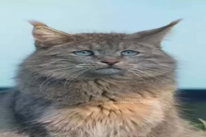 Sch�ne-Katze.mp4 von Matilda