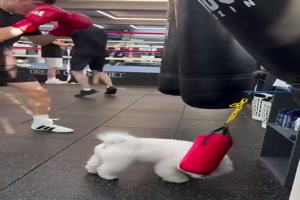 Boxsack f�r den Hund