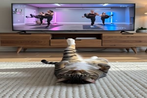 Katze macht Gymnastik